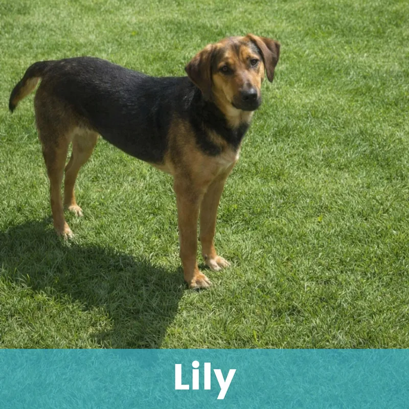 Lily thumbnail 5
