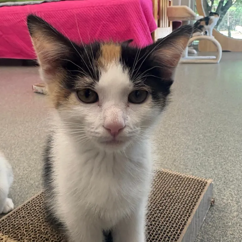 A baby small-sized female Orange / Red Domestic Short Hair cat named Rose for adoption in Brockton, MA