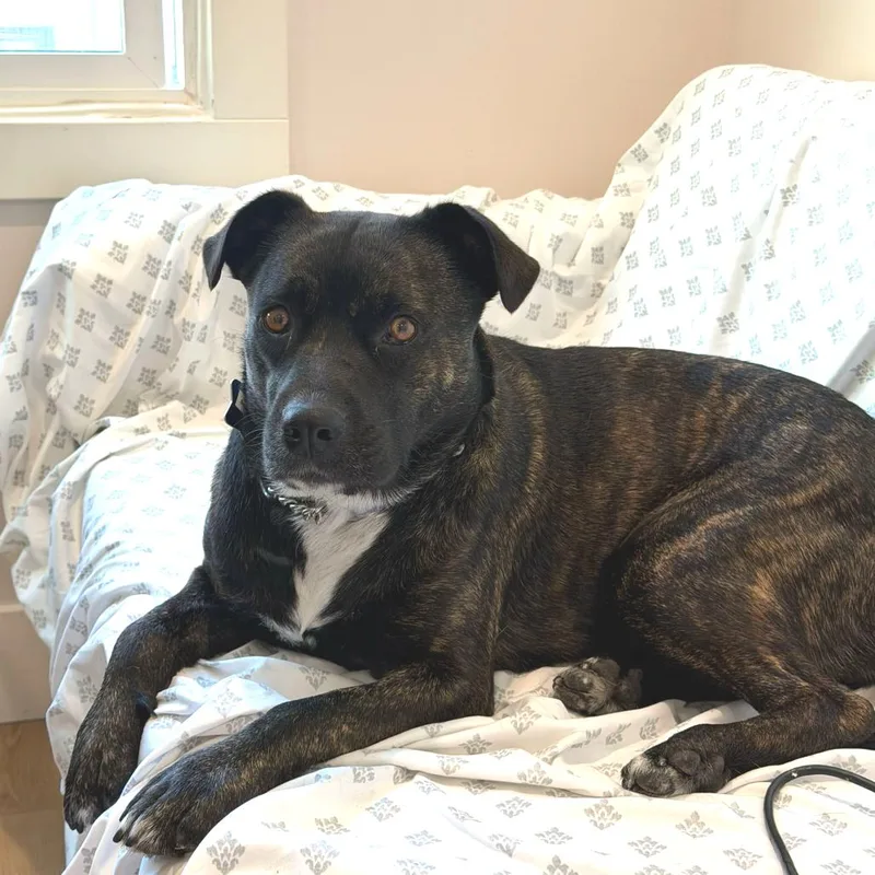 An adult medium-sized female Brown / Chocolate Mixed Breed dog named Sophie for adoption in San Francisco, CA