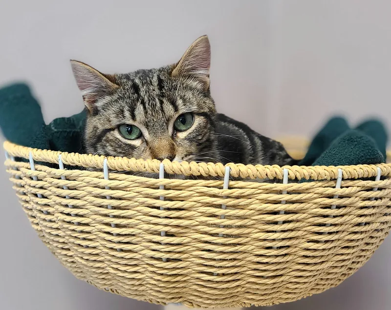 A baby medium-sized female Tabby (Buff / Tan / Fawn) Domestic Short Hair cat named Penelope & Priscilla for adoption in Kirkland, WA