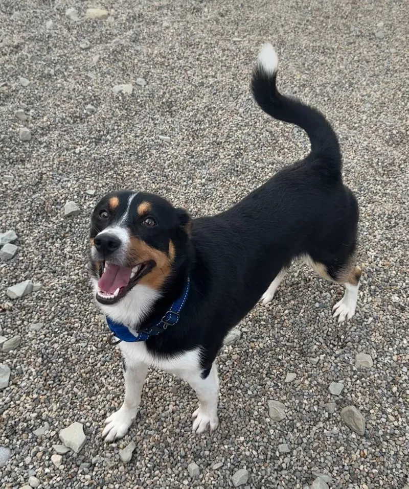 An adult small-sized male Tricolor (Brown, Black, & White) Mixed Breed dog named Sherman for adoption in Rochester, IN