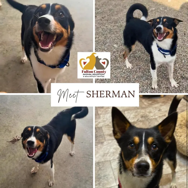 Sherman thumbnail 4