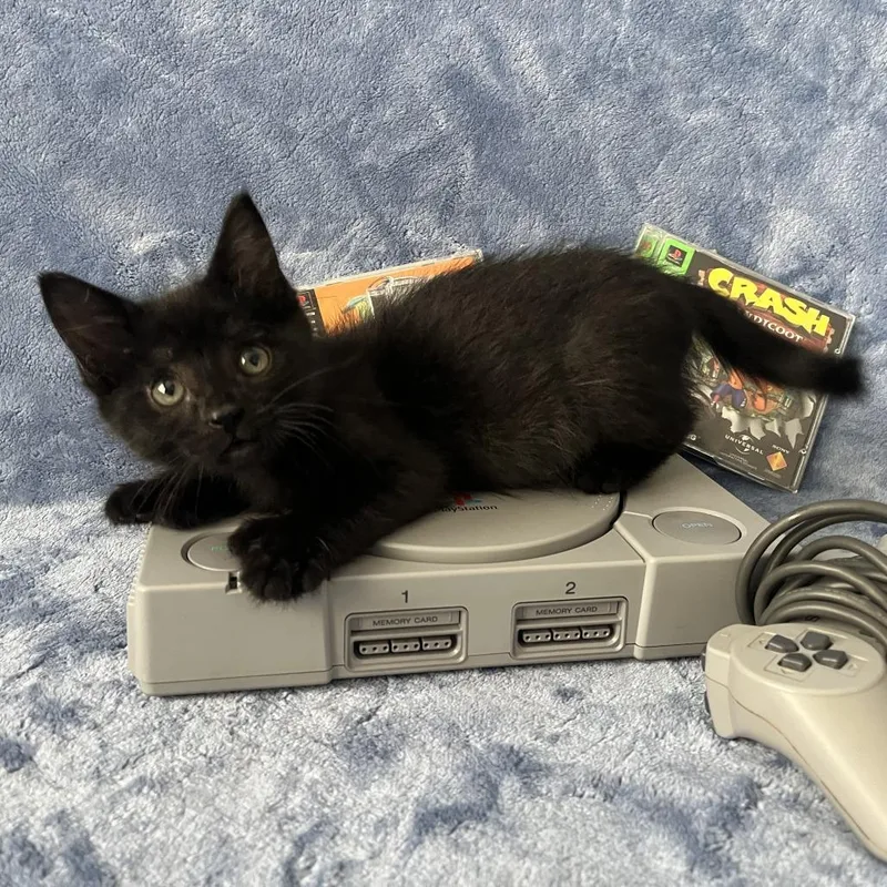 A baby small-sized male Black Domestic Short Hair cat named Wii for adoption in Evanston, IL