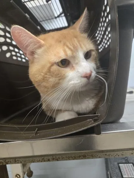 An adult medium-sized male Domestic Short Hair cat named Buttercup for adoption in Millersville, MD