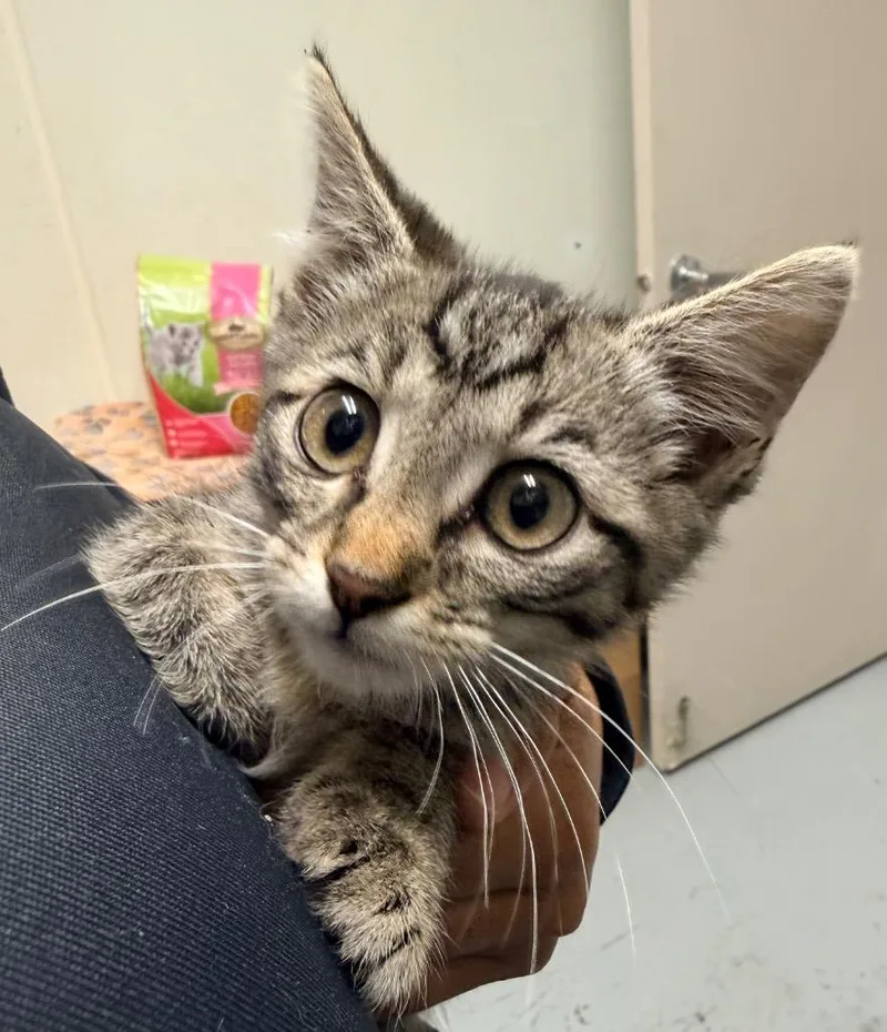 A baby medium-sized female Domestic Short Hair cat named Winnie for adoption in North Vernon, IN