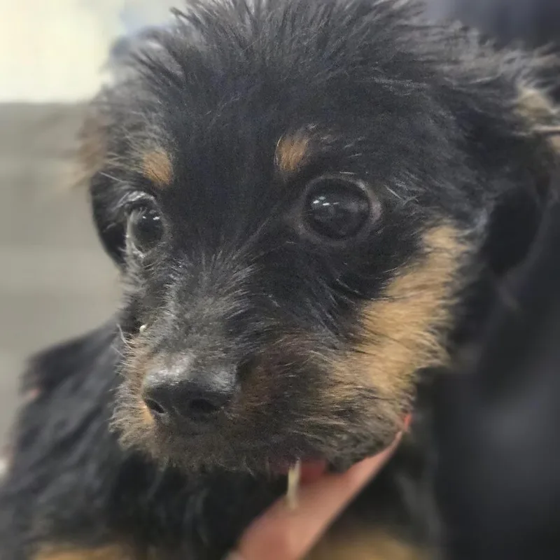 A baby small-sized male Black Mixed Breed dog named Midnight Blue_ for adoption in Sonoma, CA