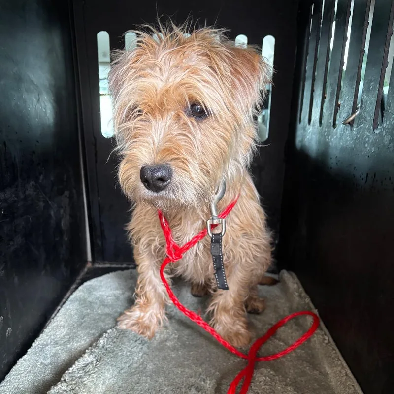 A young small-sized male Brown / Chocolate Border Terrier dog named Mcscruff for adoption in Montgomery, AL