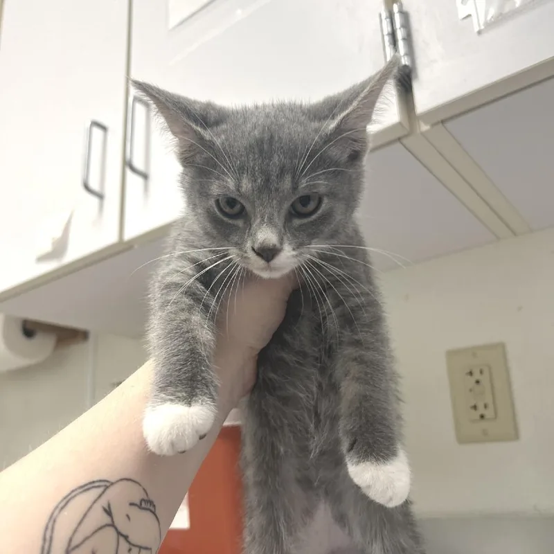 A baby small-sized male Gray / Blue / Silver Domestic Short Hair cat named Deek for adoption in Albert Lea, MN