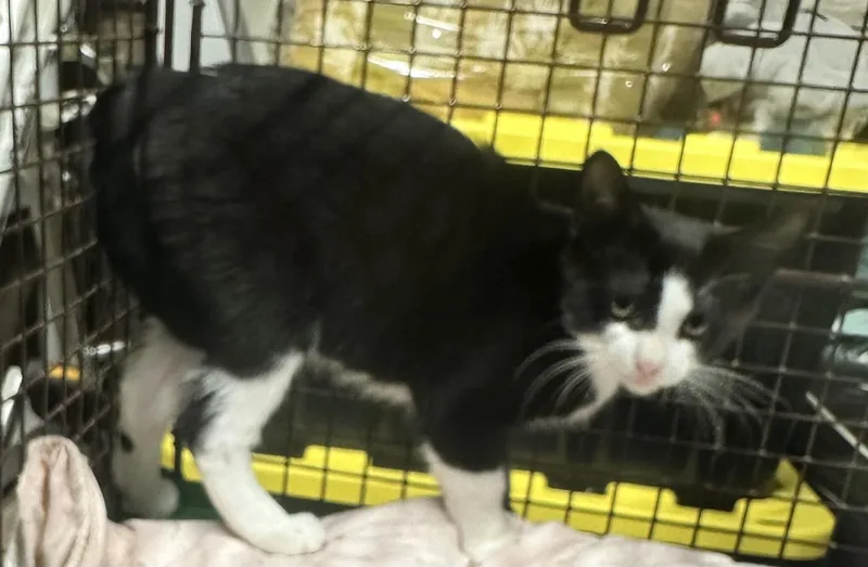 A baby medium-sized male Black & White / Tuxedo Domestic Short Hair cat named Scooter for adoption in Valhalla, NY