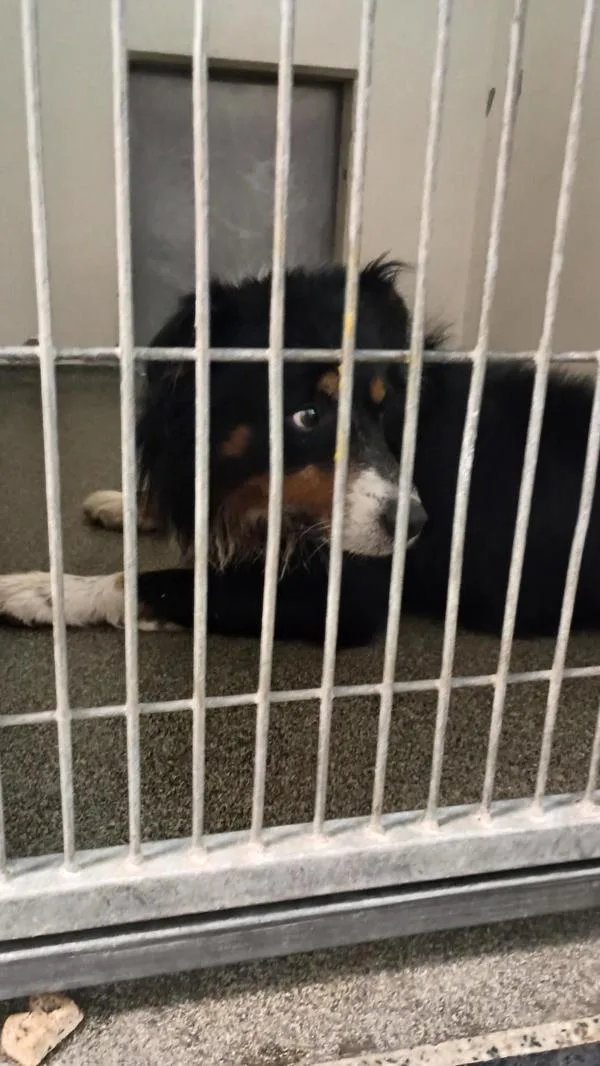 An adult large-sized male Australian Shepherd dog named Orbit for adoption in Vancouver, WA