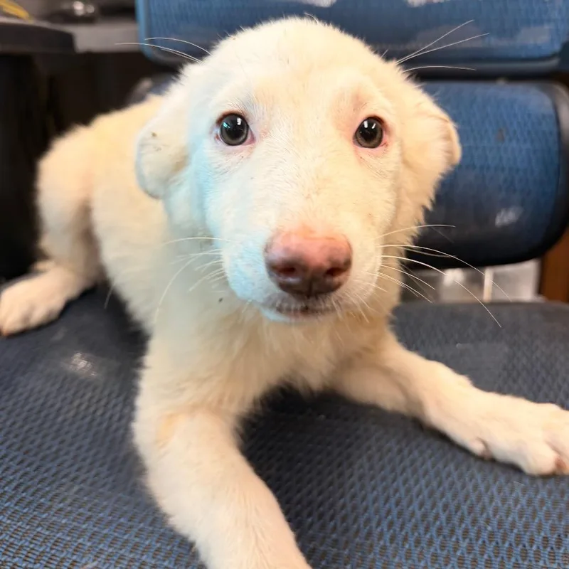 A baby medium-sized female White / Cream Australian Shepherd dog named Mercy Otis for adoption in Norman, OK