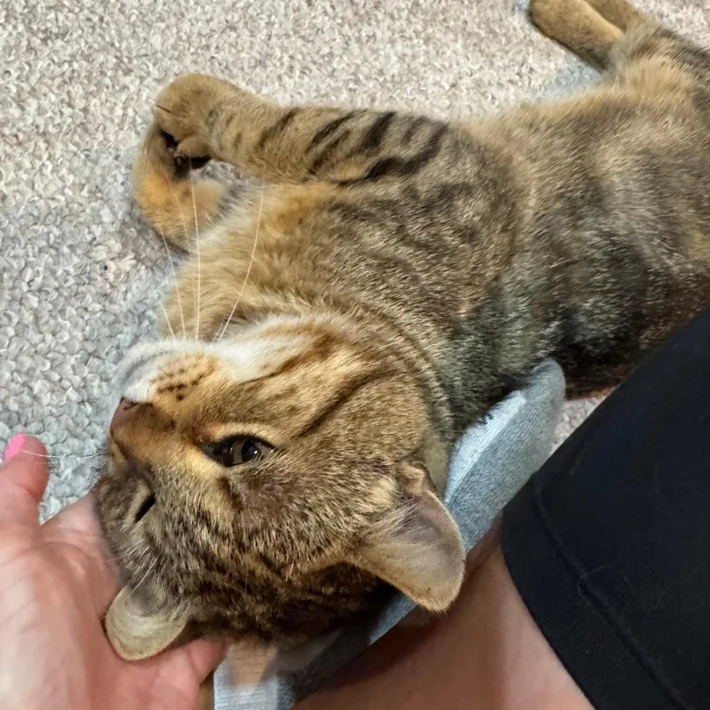A young small-sized male Brown / Chocolate Domestic Short Hair cat named Frank for adoption in Rochester, MN
