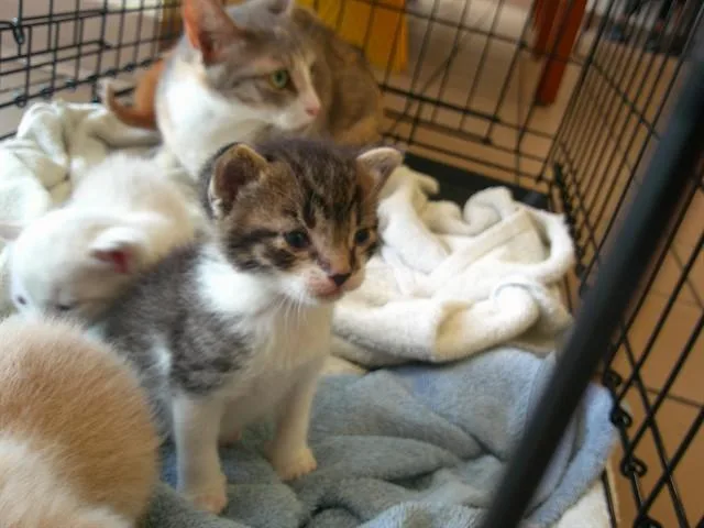 A baby small-sized male Domestic Short Hair cat named Kurt for adoption in Ocala, FL