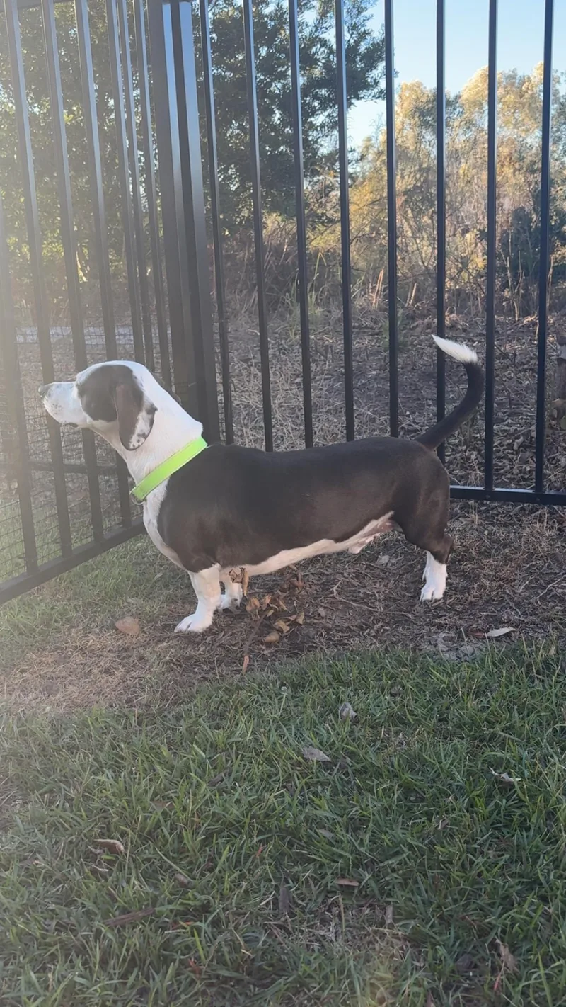 An adult medium-sized male Dachshund dog named Axle for adoption in MYRTLE BEACH, SC