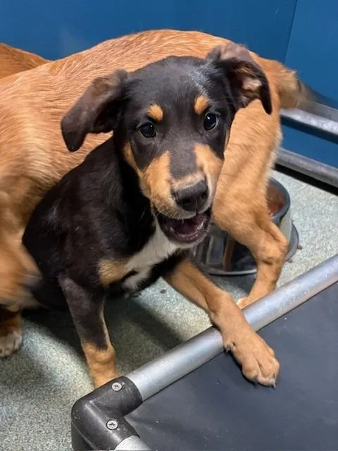 A baby medium-sized female Cane Corso dog named Razz for adoption in Warrenton, NC