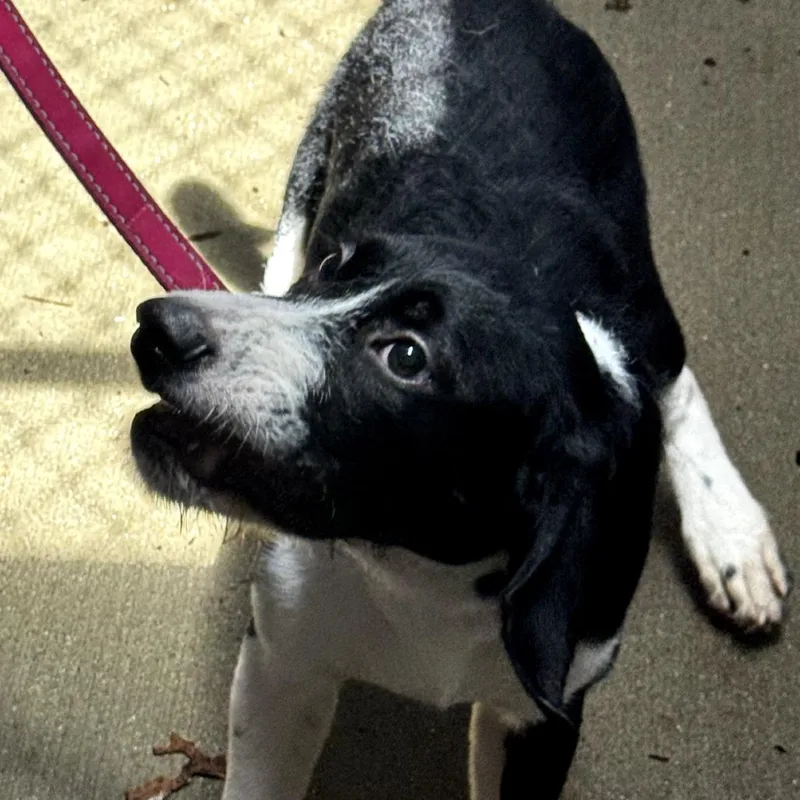 A baby medium-sized male Black Mixed Breed dog named Patches for adoption in Delaware, OH