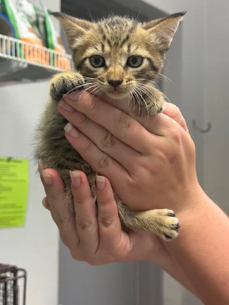 A baby medium-sized male Domestic Short Hair cat named C for adoption in Sorrento, LA