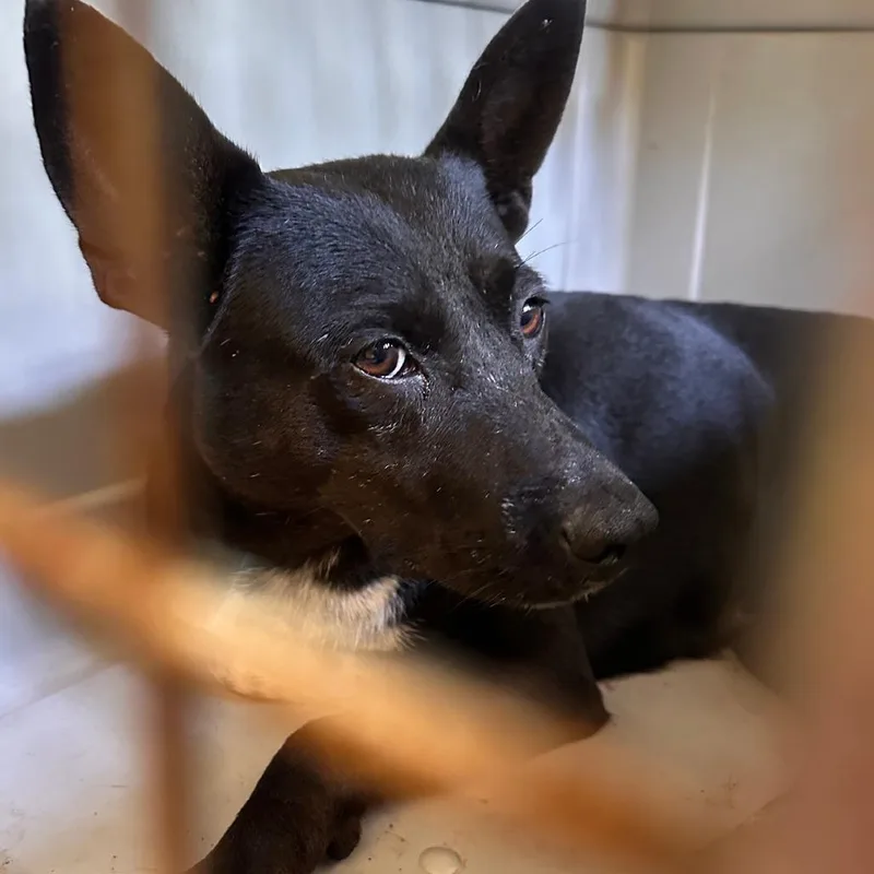 An adult medium-sized female Black Mixed Breed dog named Violet for adoption in Valley, AL