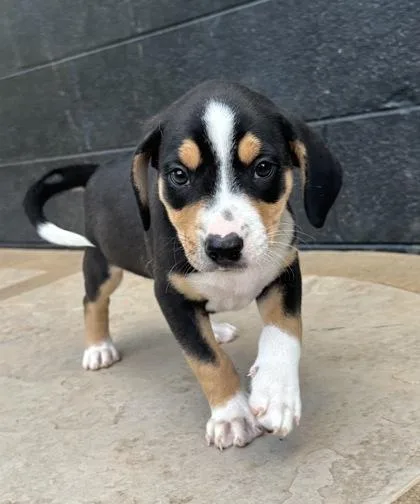 A baby medium-sized male Beagle dog named Giorgio for adoption in Wilkesboro, NC