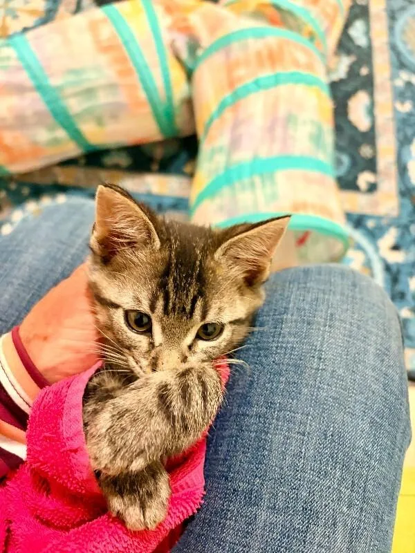 A young medium-sized male Brown / Chocolate Domestic Short Hair cat named Baxter for adoption in Fort Collins, CO