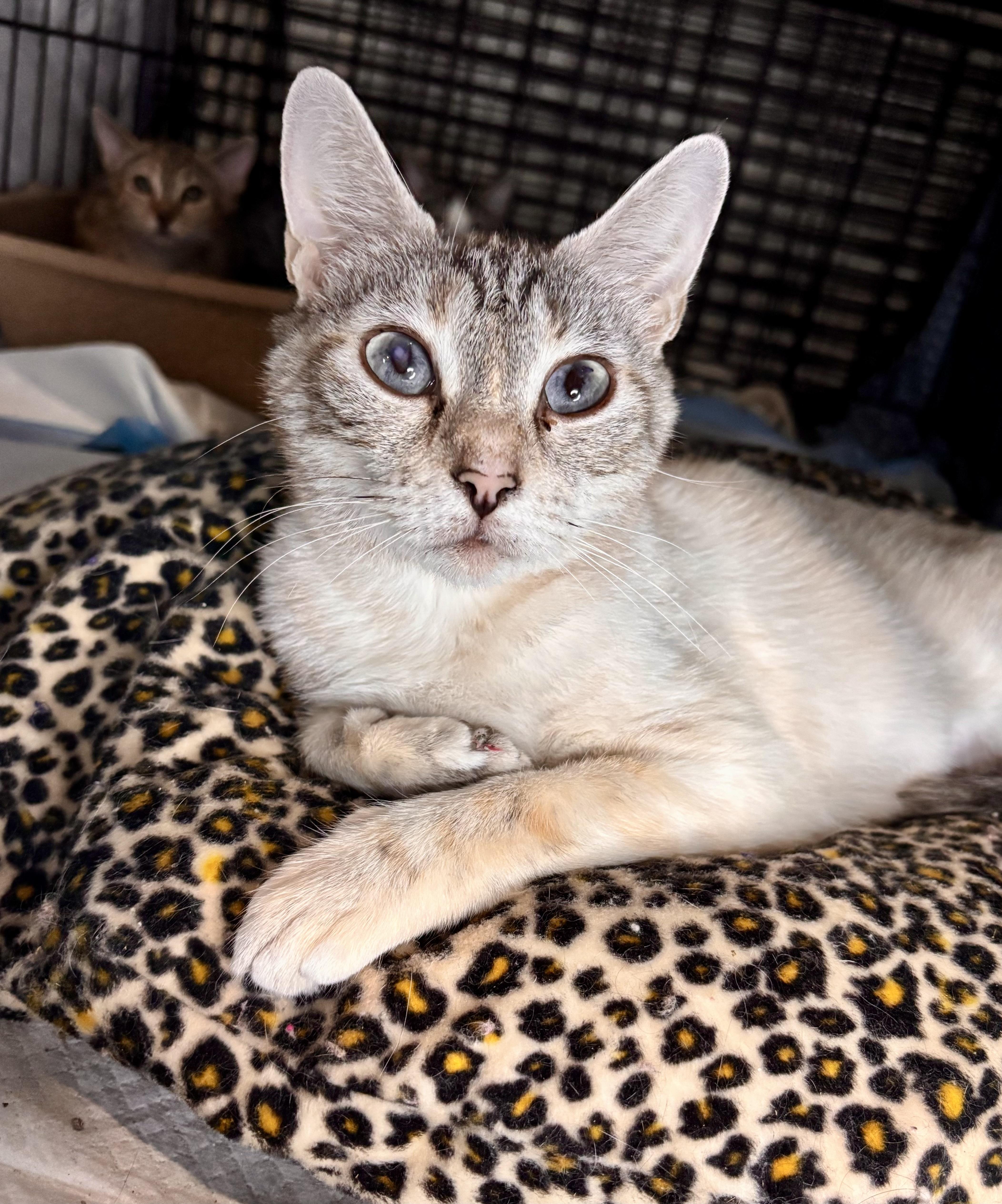 An adult medium-sized female Lilac Point Siamese cat named Cookie for adoption in Woodlawn, TN