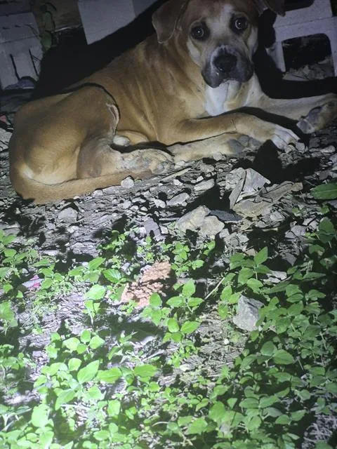 A young large-sized male American Staffordshire Terrier dog named June for adoption in San Antonio, TX