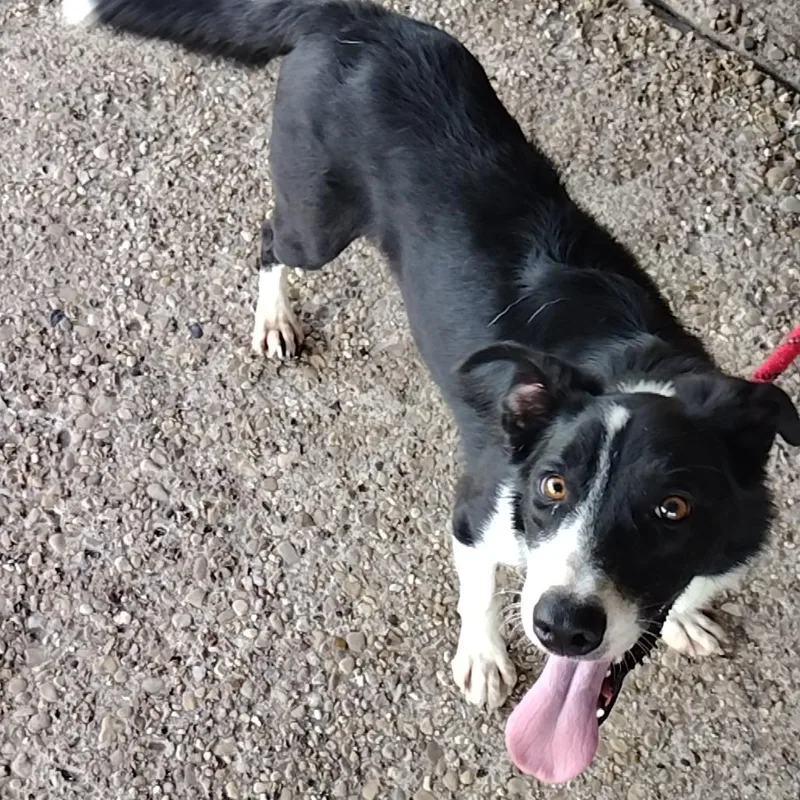 An adult small-sized male Black Border Collie dog named Dallas P for adoption in Corsicana, TX
