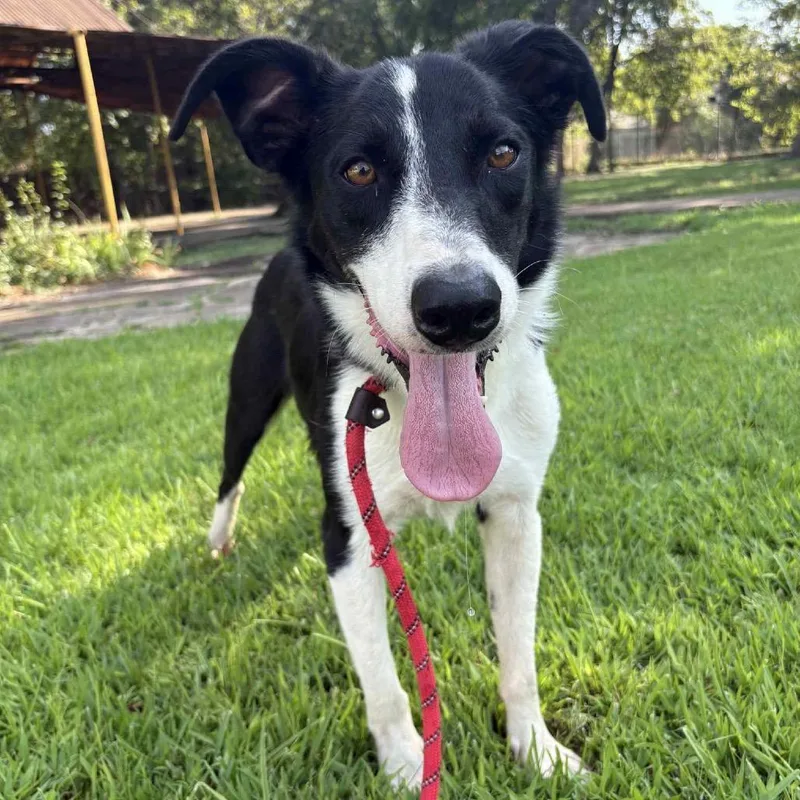 Dallas P thumbnail 2