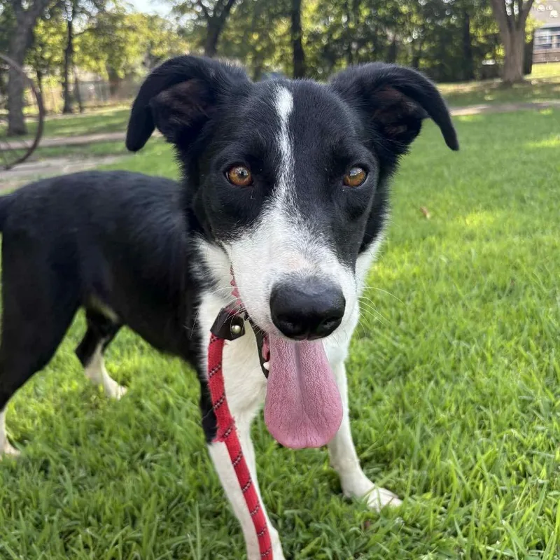 Dallas P thumbnail 3