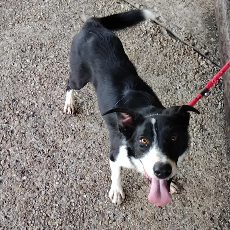 Dallas P thumbnail 4