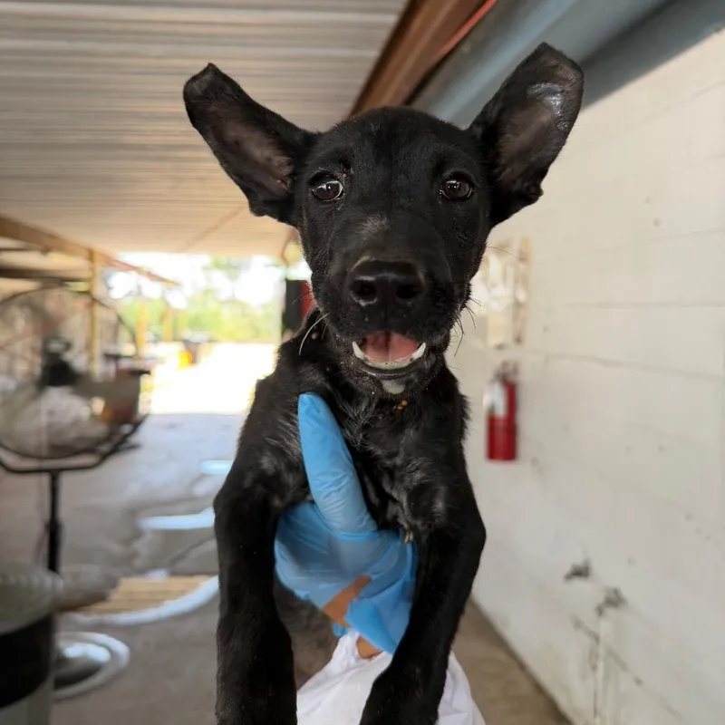 A baby small-sized female Pit Bull Terrier dog named Bellsprout for adoption in Edinburg, TX