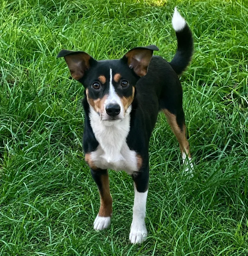 A young small-sized male Tricolor (Brown, Black, & White) Corgi dog named Chip for adoption in Ocala, FL