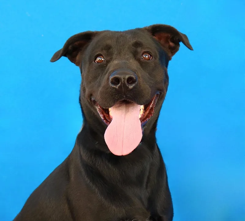 A young large-sized male Labrador Retriever dog named Luke for adoption in Pasadena, CA