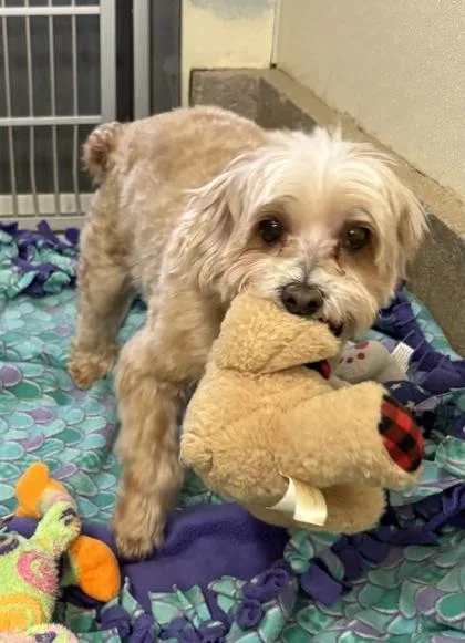 Iko Ollie Bonded Pair thumbnail 2