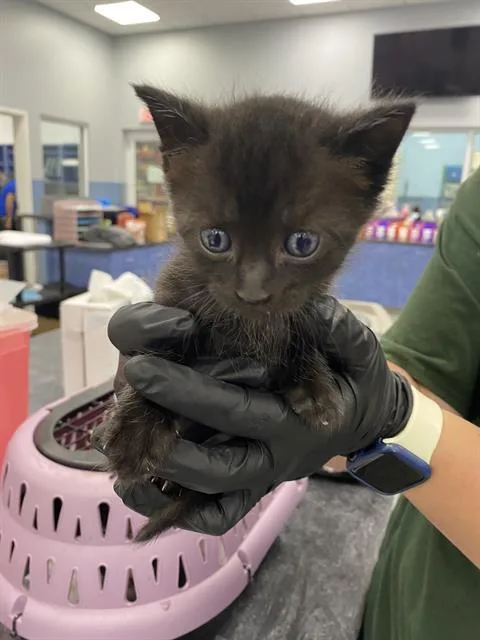 A baby small-sized male Domestic Short Hair cat named Chocolate Chip for adoption in Palmetto, FL