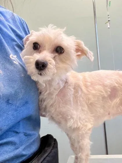 Oatmeal Cookie thumbnail 2