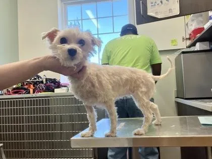 Oatmeal Cookie thumbnail 3