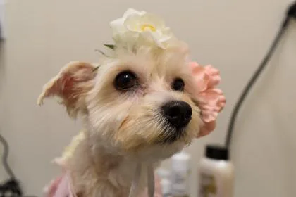 An adult small-sized female White / Cream Maltese dog named Oatmeal Cookie for adoption in Annapolis, MD