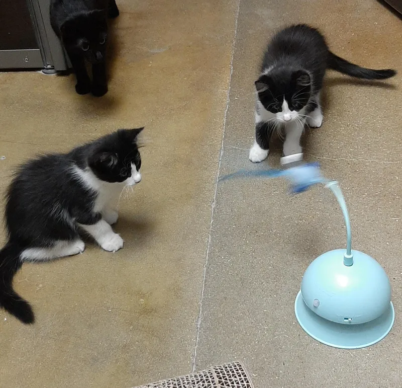 A baby medium-sized female Black & White / Tuxedo Domestic Medium Hair cat named Blossom for adoption in Belleville, IL