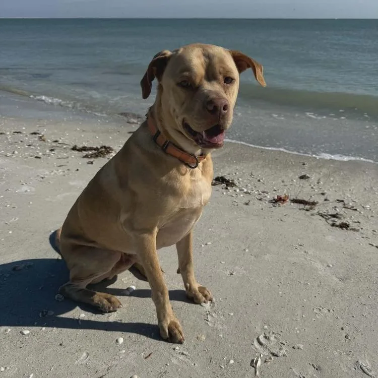 An adult medium-sized male Yellow / Tan / Blond / Fawn Mixed Breed dog named Winston for adoption in Seminole, FL