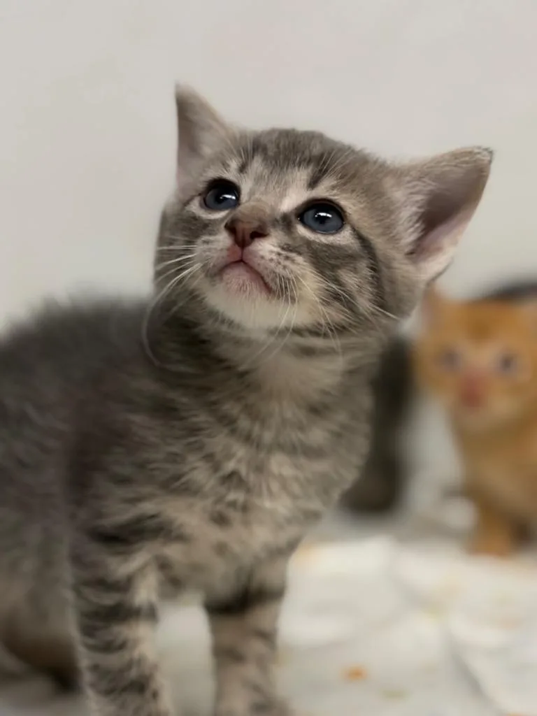 Meowvin Gaye