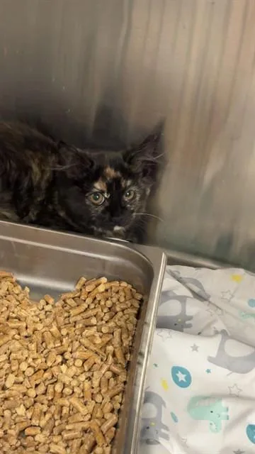 A baby small-sized female Domestic Short Hair cat named Julieta for adoption in Casper, WY