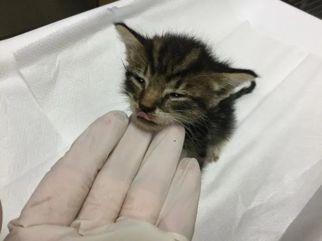 A baby small-sized female Domestic Short Hair cat named Dee for adoption in Riverside, CA