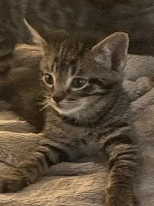 A baby small-sized female Domestic Short Hair cat named Sparrow for adoption in Lawrenceville, GA