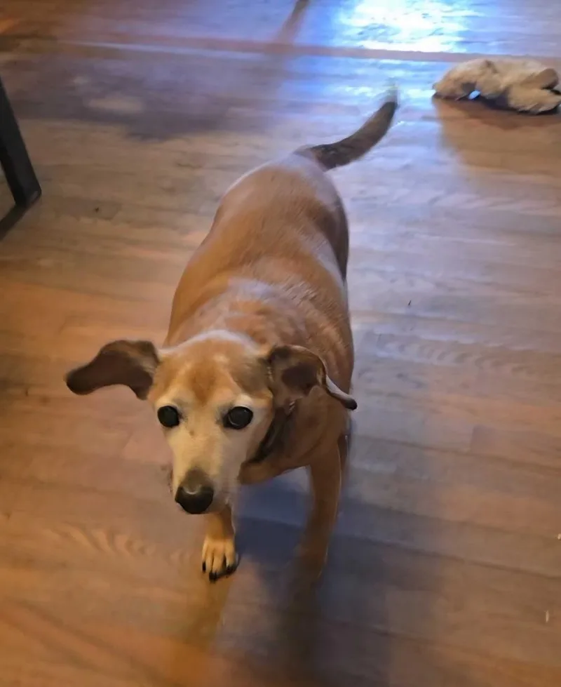 Vida Boheme thumbnail 2