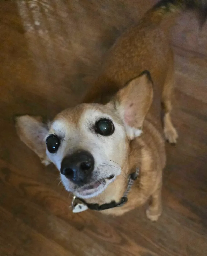 Vida Boheme thumbnail 3