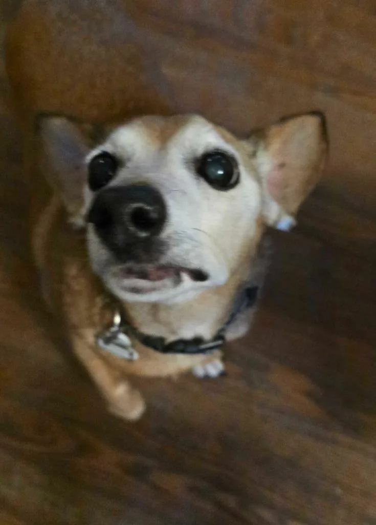 Vida Boheme thumbnail 6