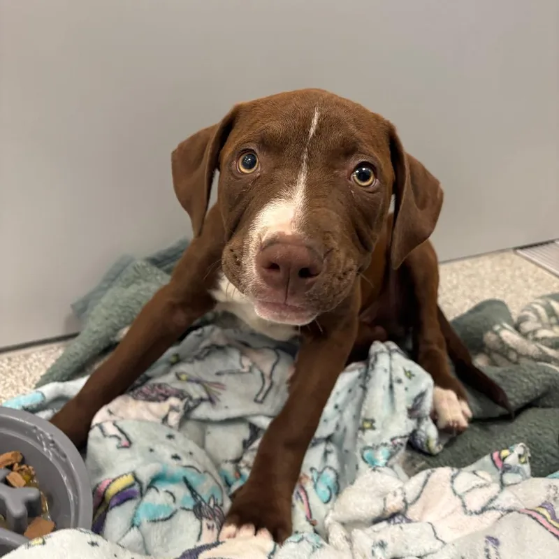 A baby medium-sized male Brown / Chocolate Mixed Breed dog named Josh for adoption in Washington Township, OH