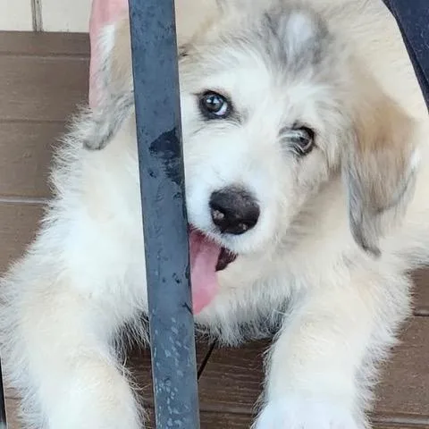 A baby large-sized male Apricot / Beige Great Pyrenees dog named Ruff for adoption in Brockport, NY