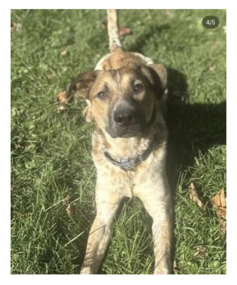 An adult large-sized male Cattle Dog named Chili Pete for adoption in Bothell, WA
